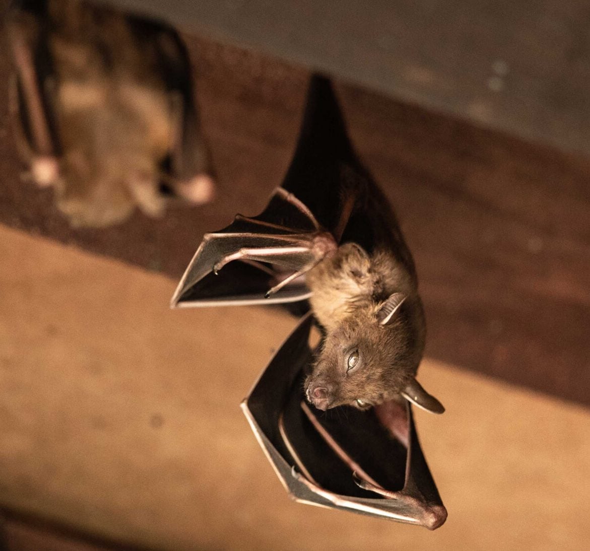 Expert bat removal services for a safe and humane solution in San Diego